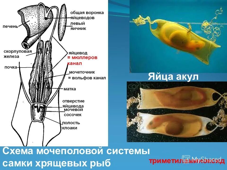 строение хрящевых. кровеносная система головастика. внутреннее оплодотворение у хрящевых рыб. внутреннее оплодотворение у хрящевых рыб. размножение хрящевых рыб.