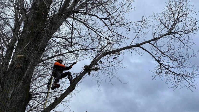 Спилил сухое дерево. Спилили сухое дерево. Спиленные ветки деревьев. Для спиливания веток на деревьях. Спил деревьев и кустарников.