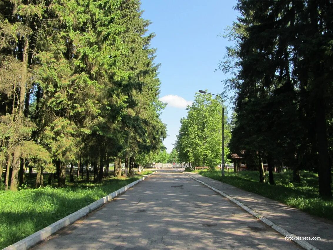 Село хвойный. Посёлок хвойный Красносельский. Хвойный (красное село). Хвойный красное село СПБ. Посёлок хвойный Ленинградской.