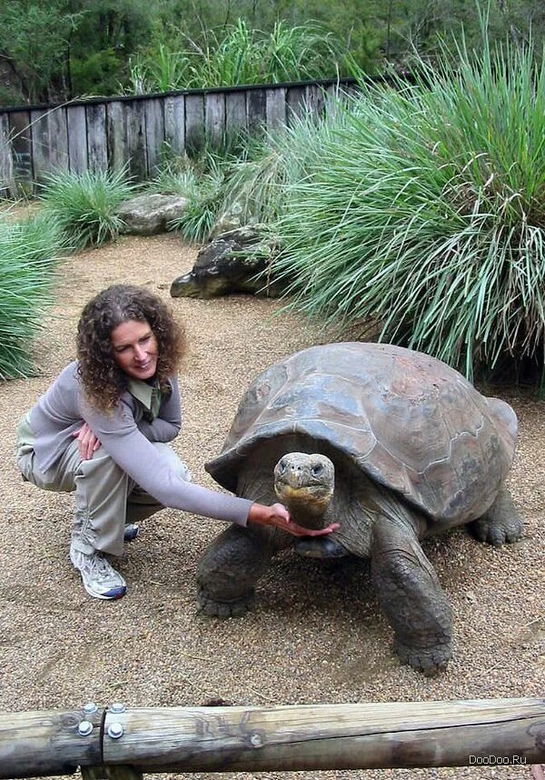 к чему снится черепаха во сне для женщины. к чему снится черепаха. видеть сон и черепахи. снится черепаха. черепаха тартаруга.