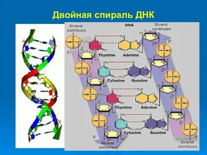 Двойное днк