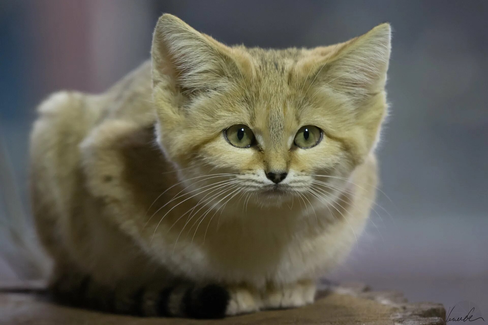 Бархатный кот. Барханный кот кошачьи. Барханный кот. Бархатный кот. Песчаный или барханный кот.