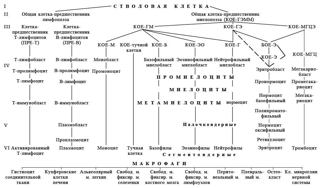 Постэмбриональный гемопоэз. Схема кроветворения и л Чертков и а и Воробьев. Схема кроветворения человека по Черткову и Воробьеву. Гемопоэз современная схема кроветворения. Схему кроветворения Черткова-воробьёва.