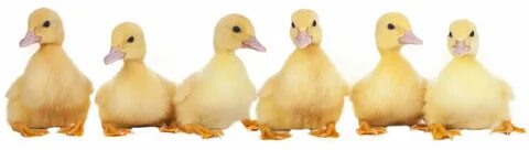 Ducks in a row