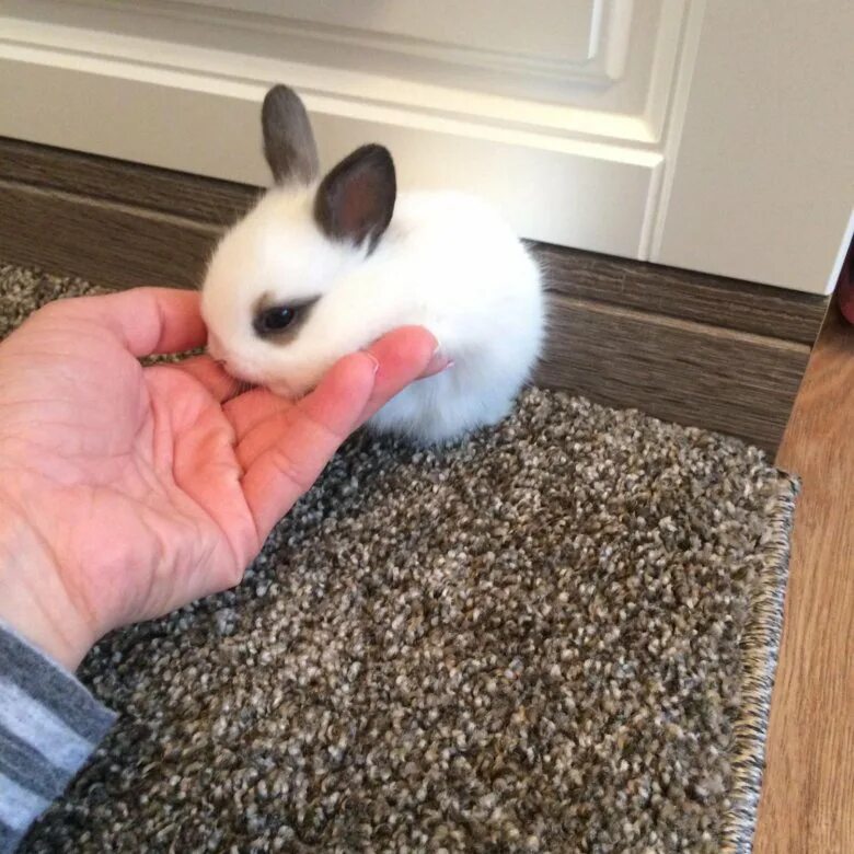 Недорогие животные для дома