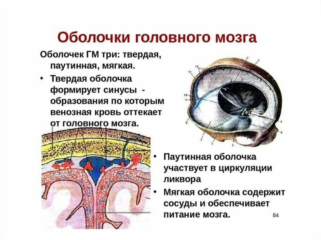 Оболочки головного мозга твердая паутинная и мягкая. Функции твердой оболочки головного мозга. Паутинная оболочка головного мозга анатомия. Паутинная оболочка головного мозга строение и функции. Слои свода