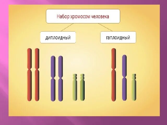 Отличие хромосомного набора самца от набора самки. Гаплоидный и диплоидный набор хромосом. Гаплоидный набор хромосом и диплоидный набор. Хромосомный набор диплоидных и гаплоидных. Гаплоидный набор хромосом.