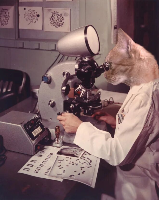 Котик с колбой. Кот ученый. Котик и наука. Мем наука с кошкой. Коты химики.