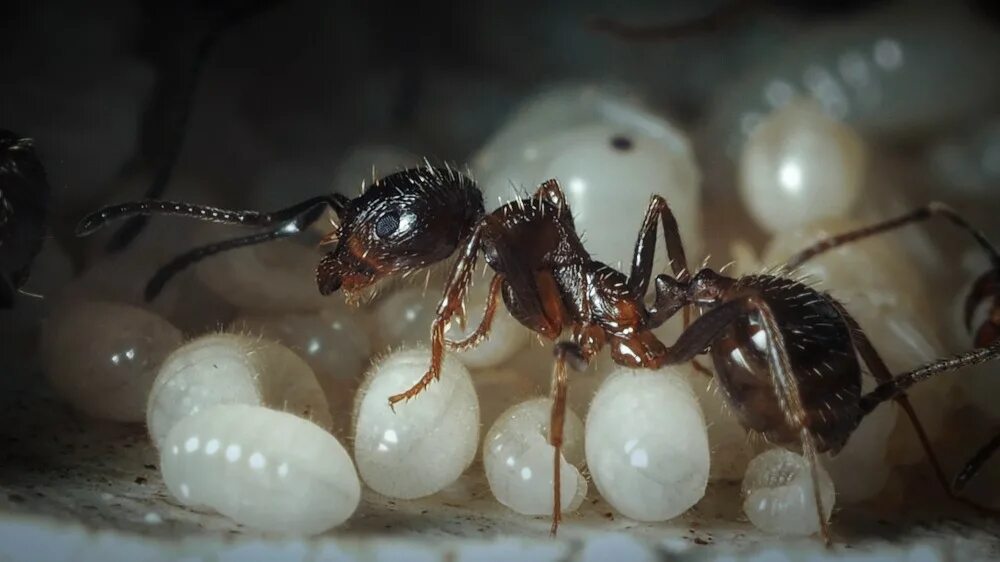 муравей messor structor куколка матки. личинка медведки. куколки муравьев муравьиные яйца. медведка откладывает яйца.
