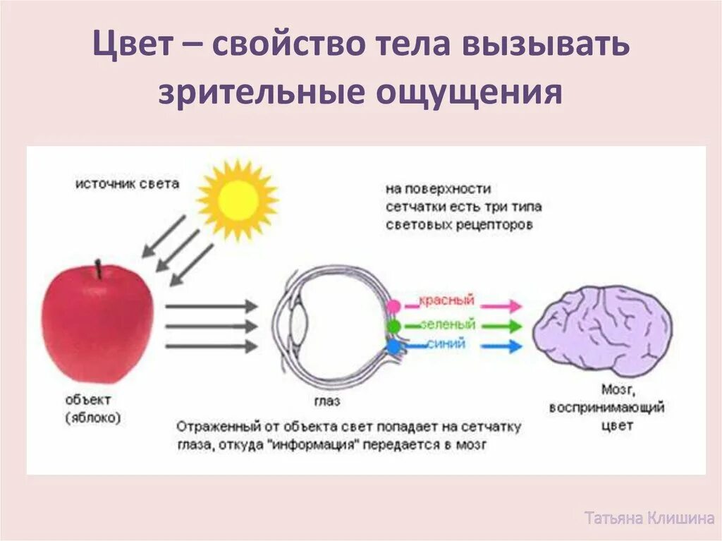 Через что мы видим. Как человеческий глаз воспринимает цвета схема. Механизм восприятия света физиология. Восприятие цвета. Восприятие цвета схема.