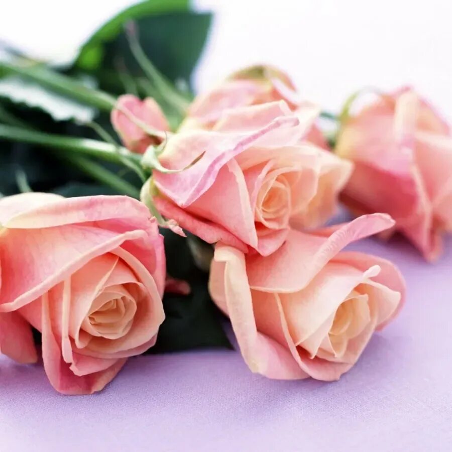 Цветы поздравления. Искренно от души поздравляю. Поздравляю с днём рождения. Открытка с днём рождения. С днём рождения снсира.