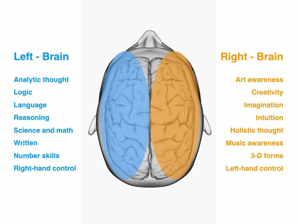 Left and right Brain. Right or left Brain. Left Brain vs right Brain. Left Brain versus right Brain. Brain vs brain