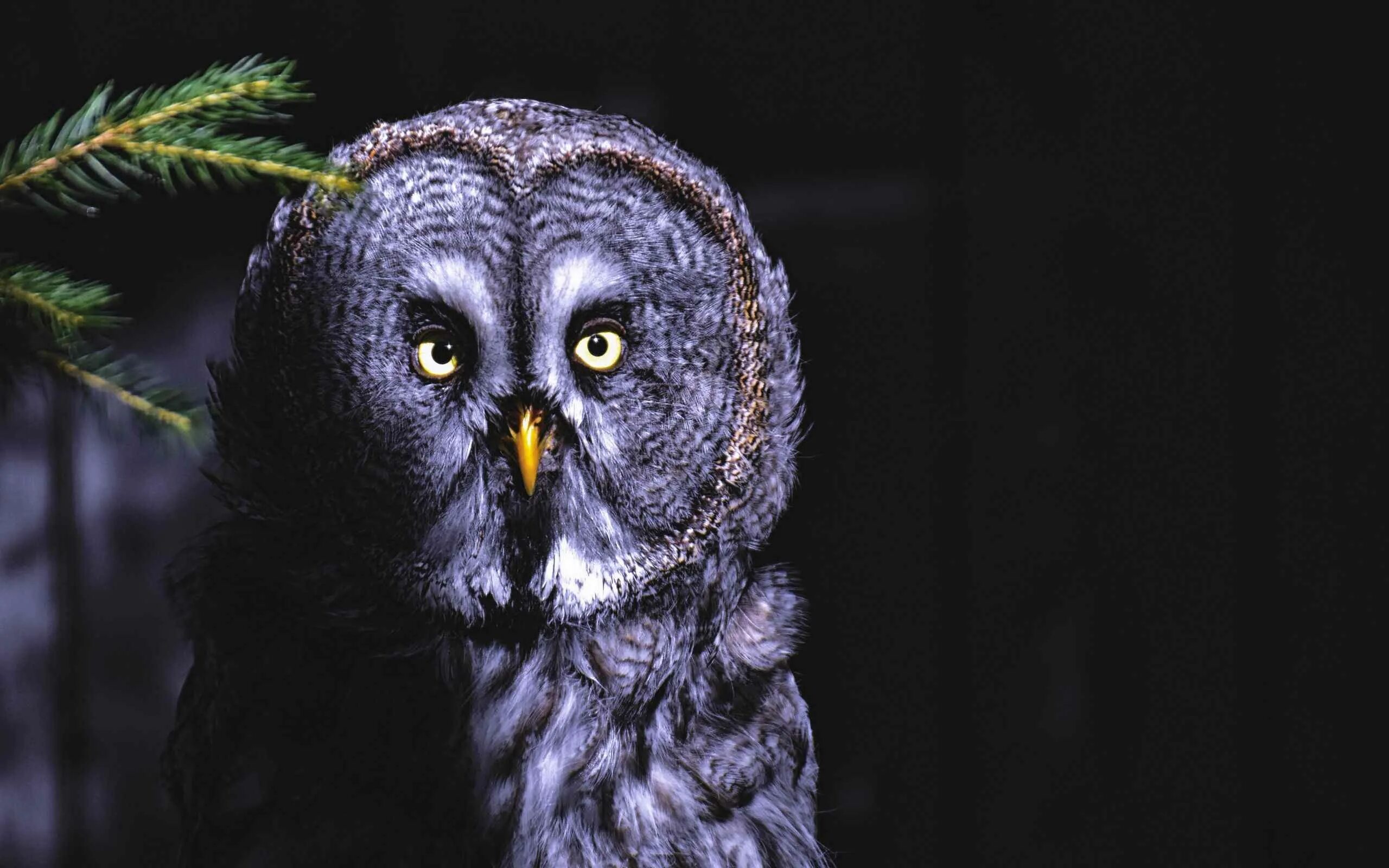 Североамериканский мохноногий сыч. Сулей сова. Сова мохноногий сыч. Североамериканская совка. Сулей сова.