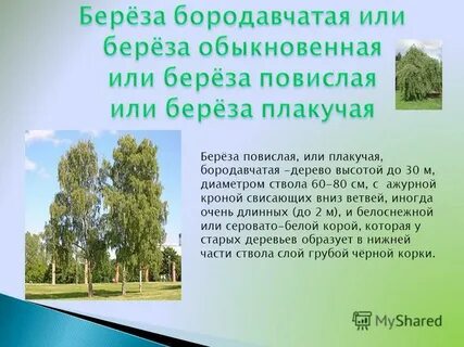Береза высота