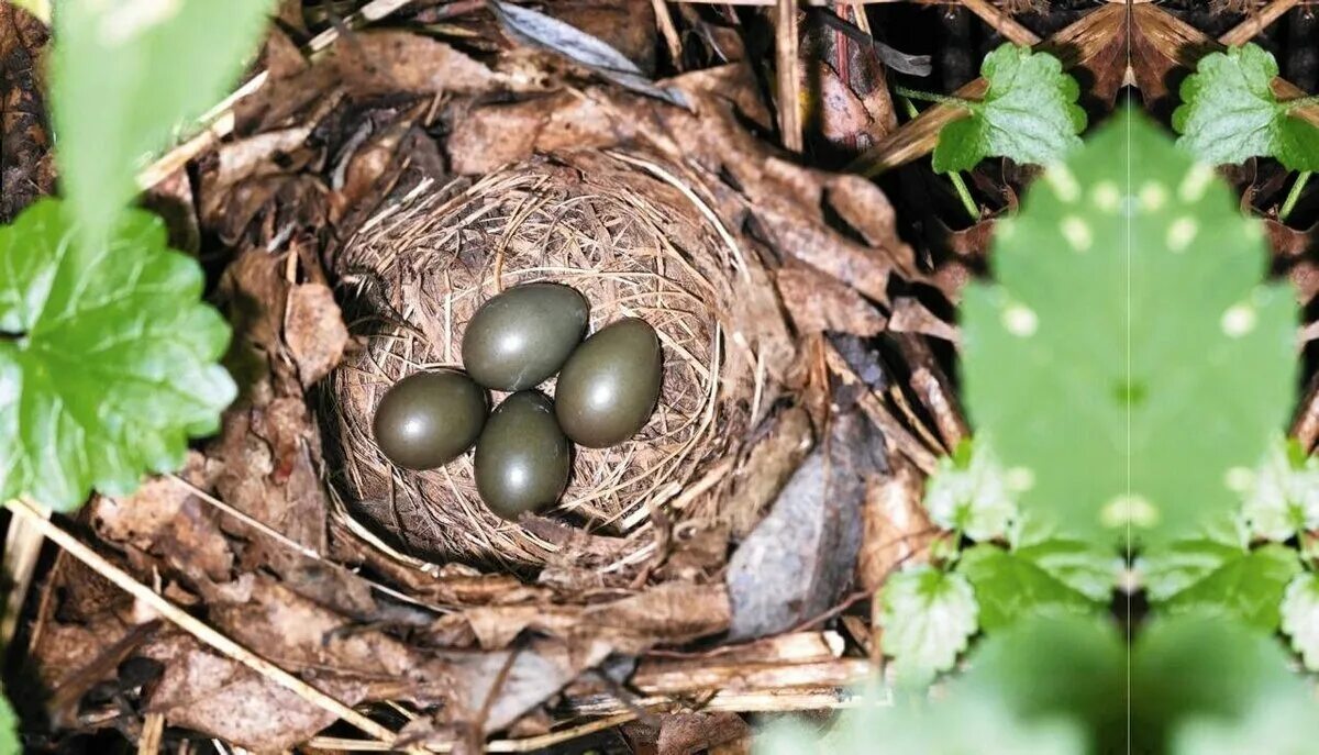 Какого цвета яйца птиц. Соловей обыкновенный гнездо. Гнездо крапивника. Гнезда и яйца соловья обыкновенного. Соловей яйца и гнездо.