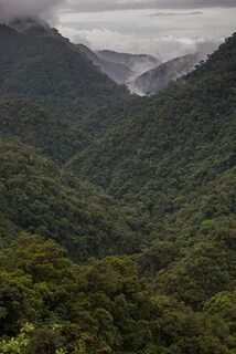Сельвой в америке называют
