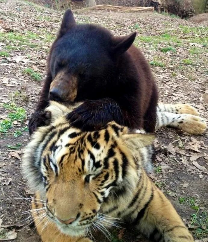 дружба тигра. балу лео и шерхан. дружба тигра. балу лео и шерхан. лев и тигр дружат.