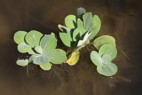 Водяная капуста 5