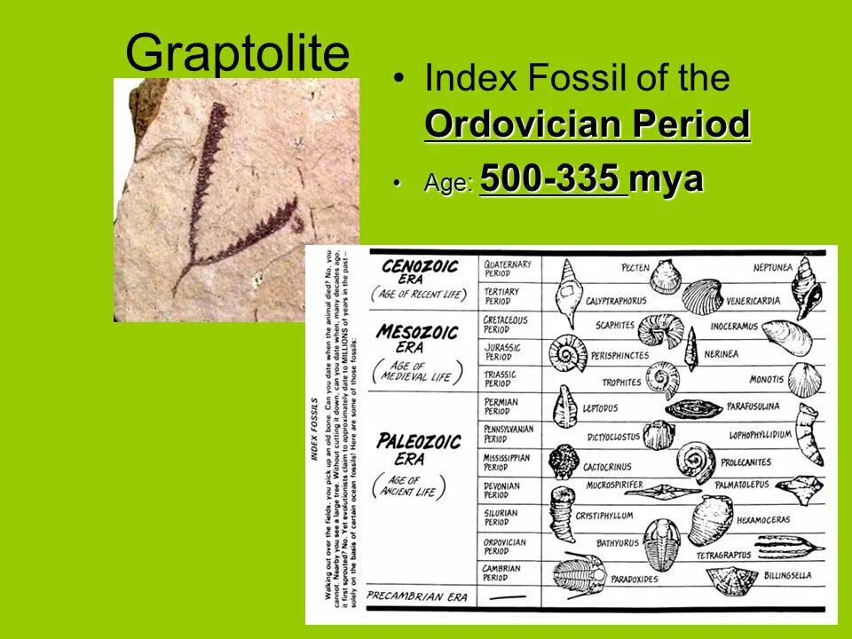 Graptolites. Fossils for Kids pdf. Cactocrinus. Age periods
