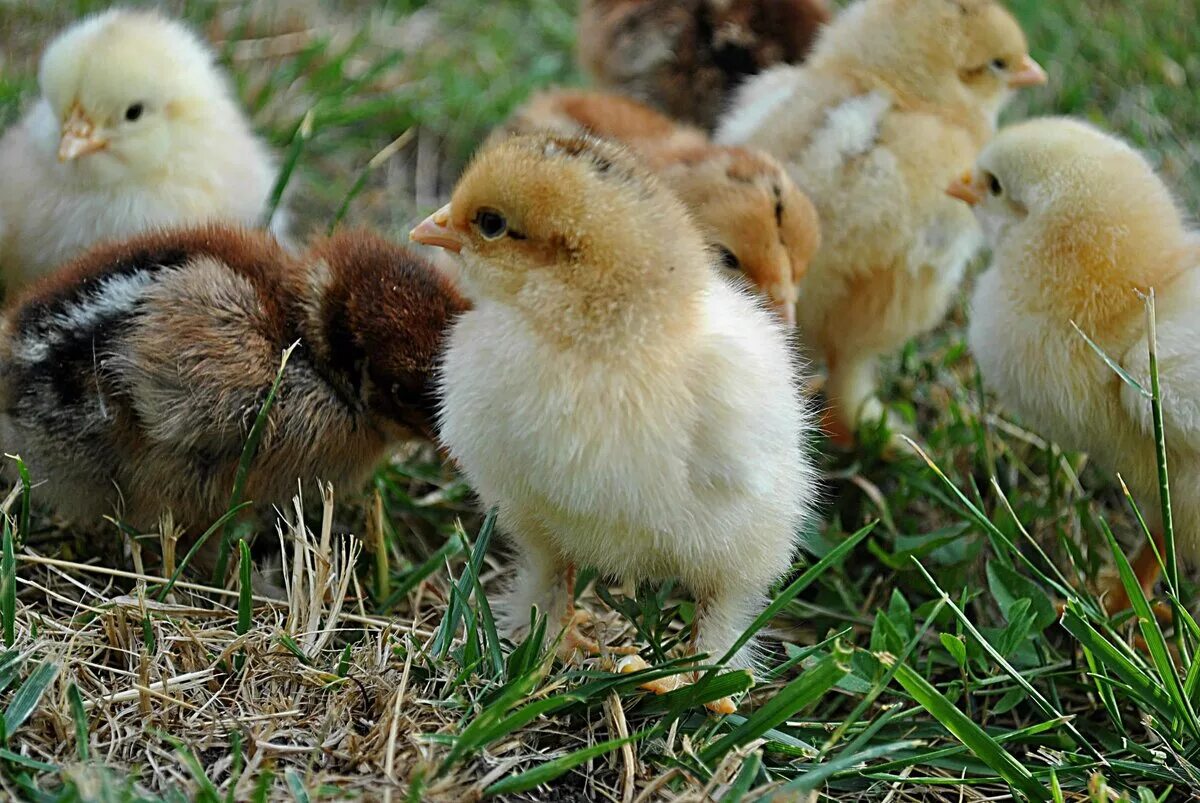 Цыплята. Маленькие цыплята. Подросшие цыплята. Цыплята фото.