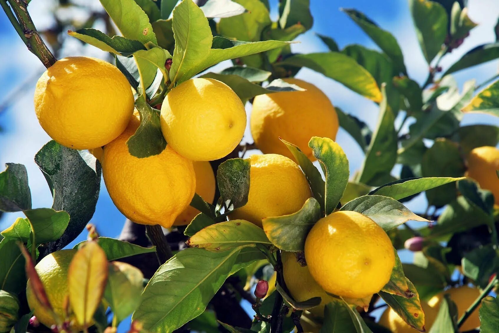 Деревья лимонов. Lemon citrus limon италия. лимонные деревья сицилия. плантации лимонов сорренто. лимонные деревья в италии.