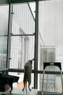 Антикошка окно сетка установка