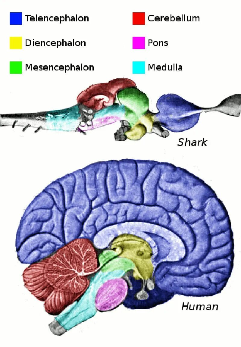 Какой мозг у акулы. Отделы мозга акулы. Строение мозга животных. Цефализация головного мозга.