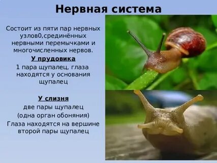 Класс брюхоногих биология
