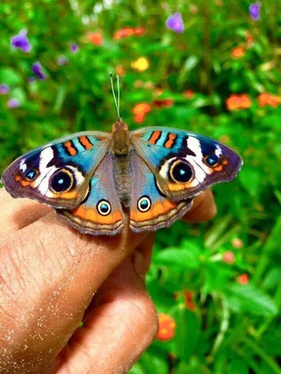 Покажи видео бабочек. Разноцветные бабочки. Красивые бабочки. Редкие бабочки. Тропические бабочки.