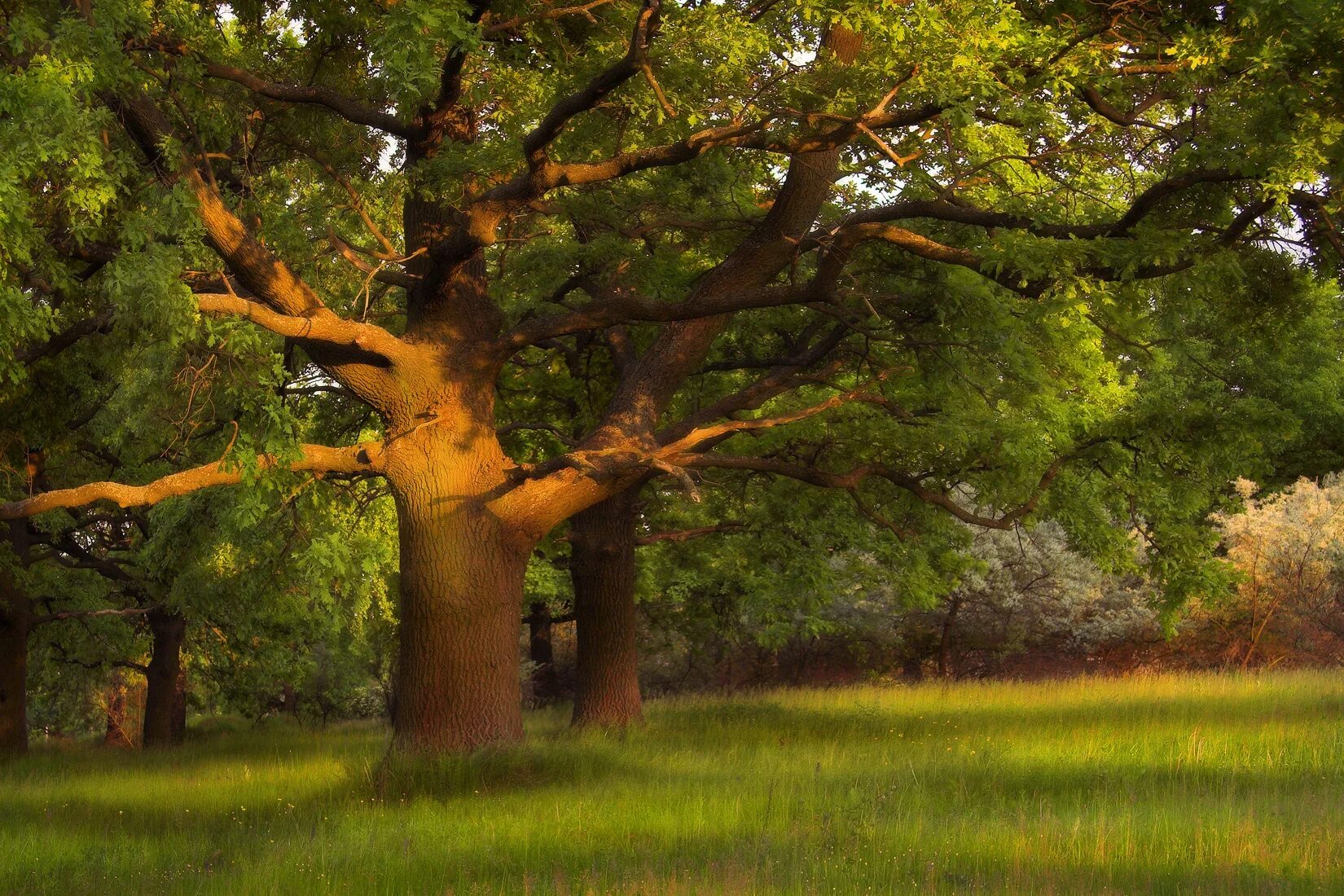 диктант на опушке леса. деревья леса. на опушке леса одиноко стоит раскидистый клен. итоговый контрольный диктант 2 класс русский язык школа россии. сосна в поле.