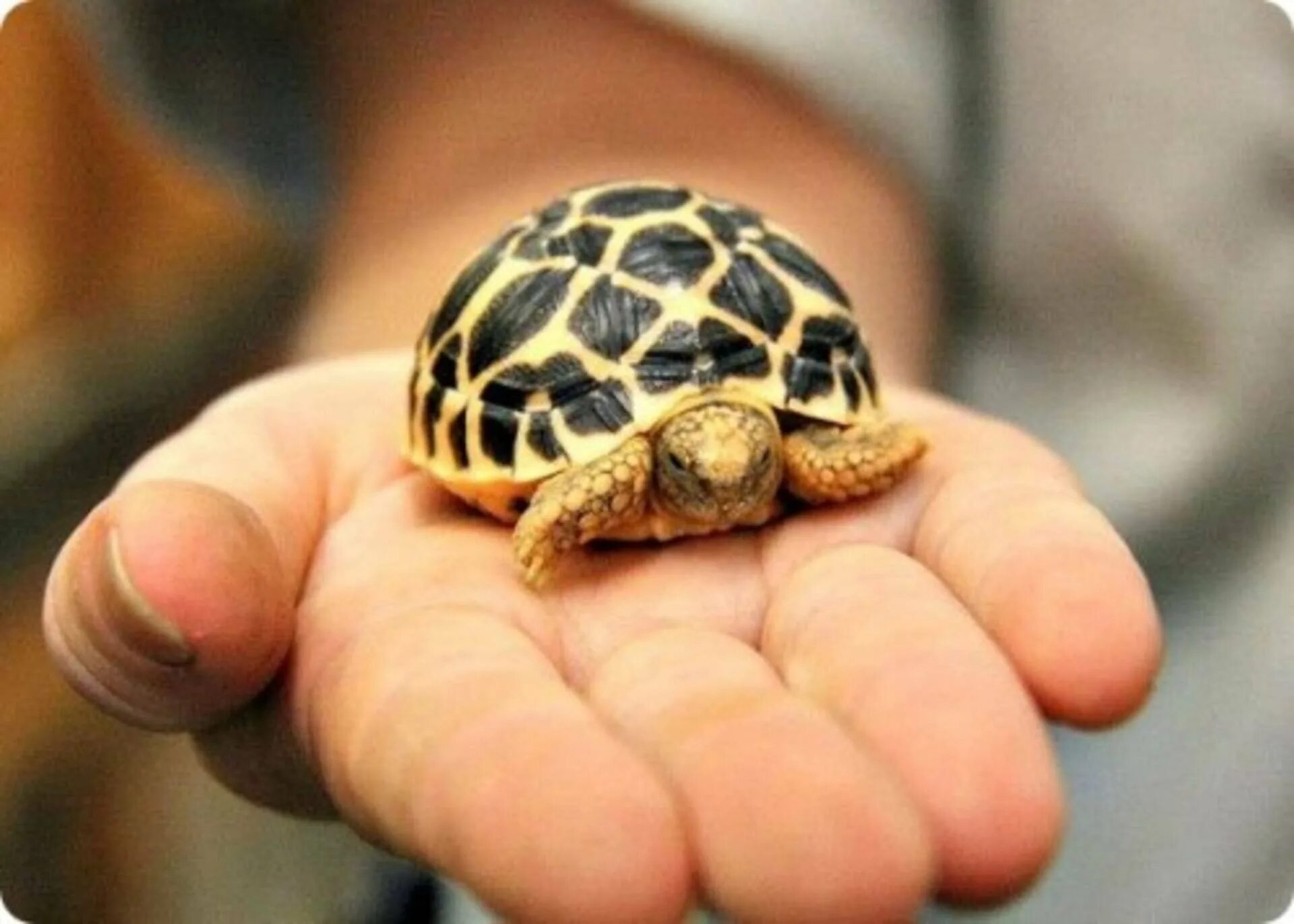 Индийская звездчатая черепаха. Желтоногая черепаха. Звездчатая сухопутная черепаха. Паучья сухопутная черепаха.