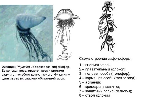 Сифонофоры это 3 класс литературное чтение