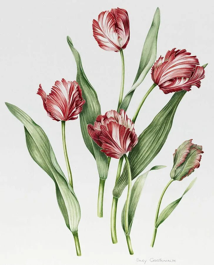 Tulipa Botanical цветок. Тюльпан Ботаническая акварель. Тюльпан Ботанический смесь (Botanical Tulips Mixed),. Тюльпан Геснера Botanical Art. Тюльпан ботаника
