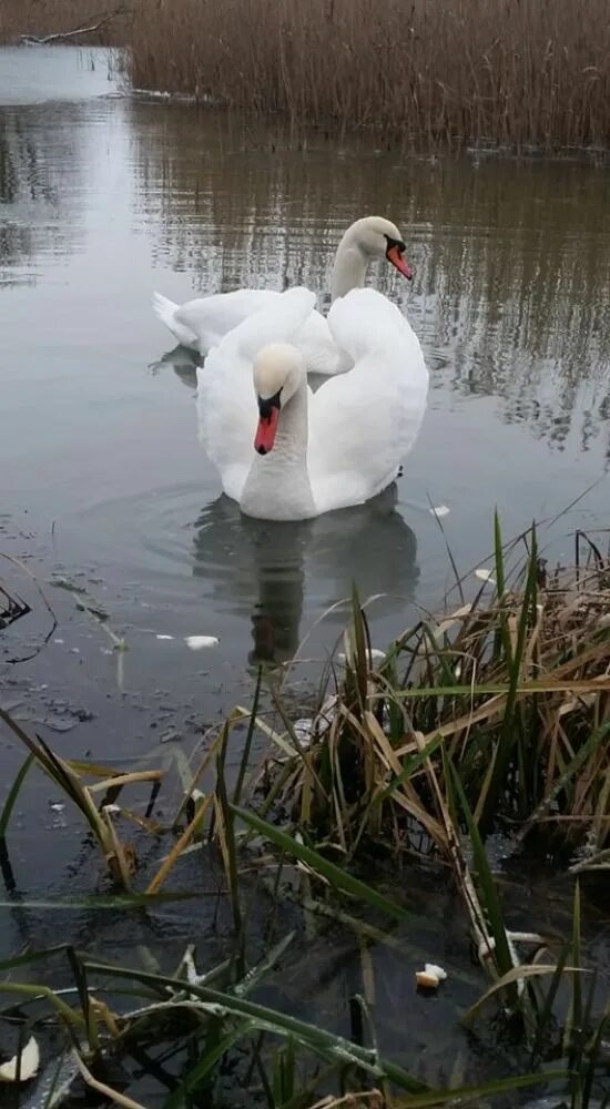 Не убивайте лебедей