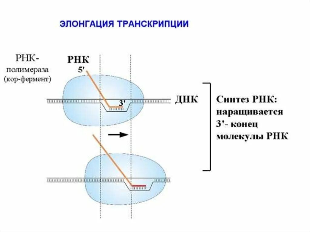 Элонгация терминация транскрипции. Рнк полимераза движется в направлении. элонгация транскрипции у прокариот. транскрипция рнк полимераза.