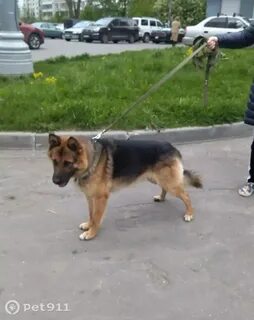 Собаки зеленоград