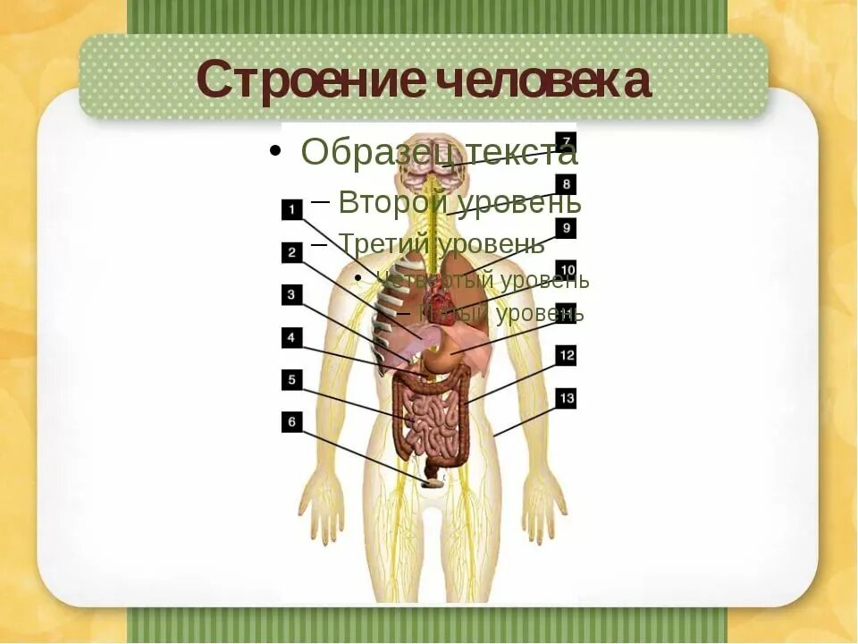 Схема строения человека 4 класс. Внутренние органы человека. Строение человека. Строение тела человека. Внутреннее строение человека.