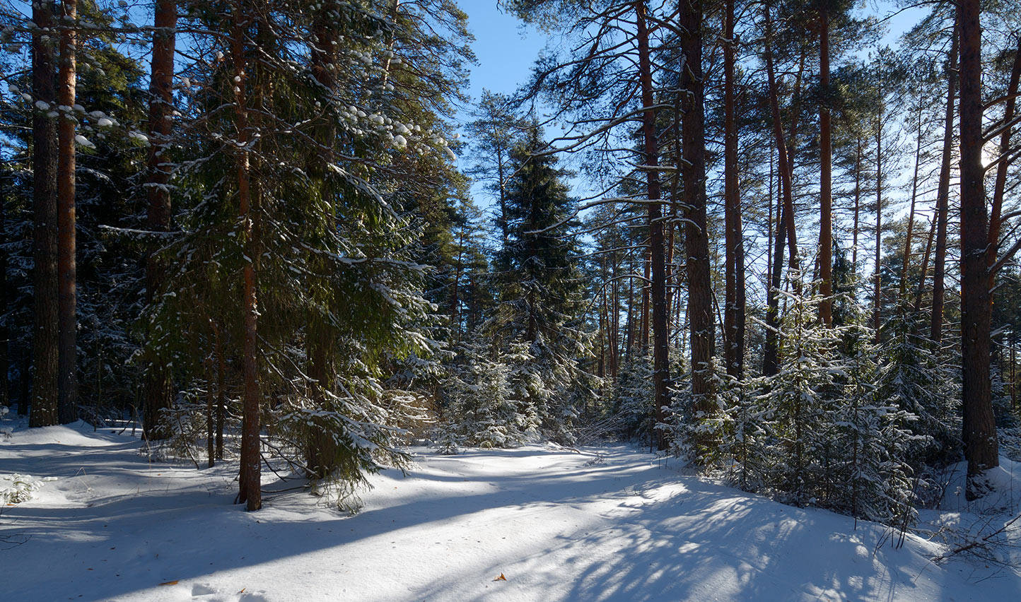 Сосны и ели под солнцем. Зимний Сосновый лес. Зимой в лесу. Тюменский лес зимой. Сосна на зимней Поляне.