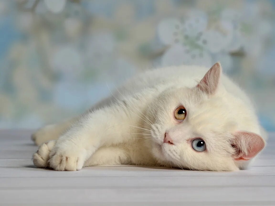 Обои белые кошки. Белый котик. обои на рабочий стол кошки. кошка белая. белый кот лежит.