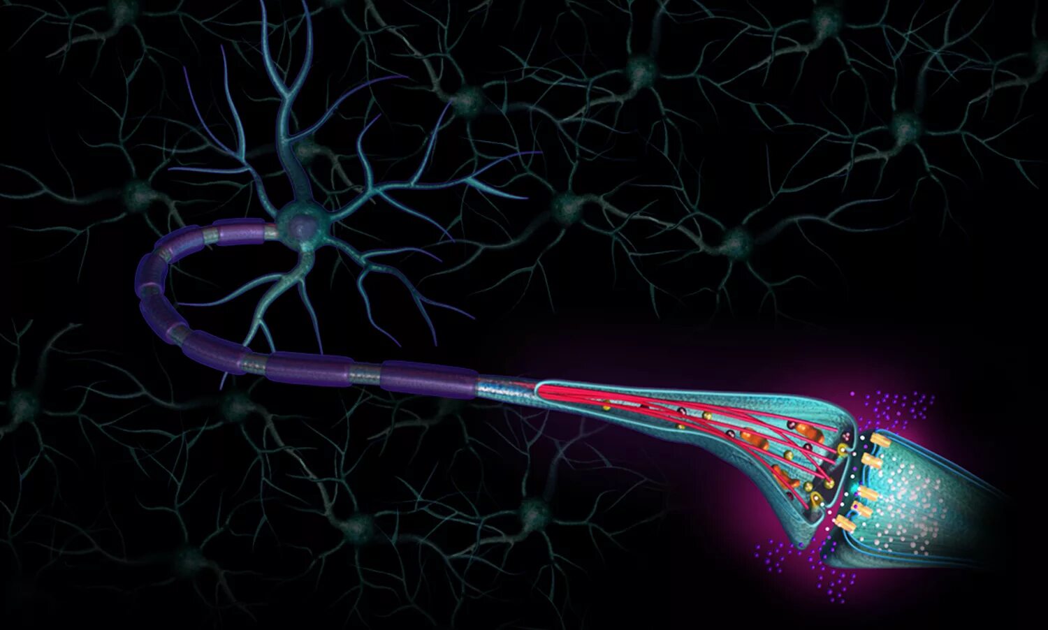 Передача сигнала в синапсе. Синаптическая задержка. Электрический синапс. Химический синапс физиология механизм. Строение химического синапса рисунок.