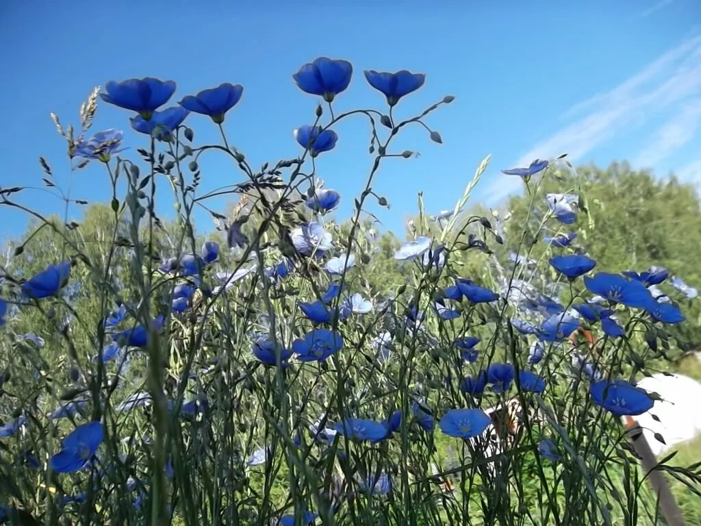 льня 1 ые. льняные шторы в спальню. Flax jpeg. фильдеперсовые колготки. льняная тюль.