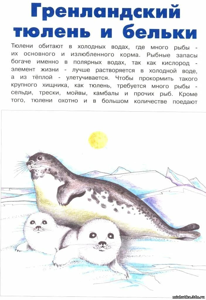 Сказка тюлени. Сказка про тюленя. сказка про нерпу. загадка про тюленя. сказка про нерпу для детей.