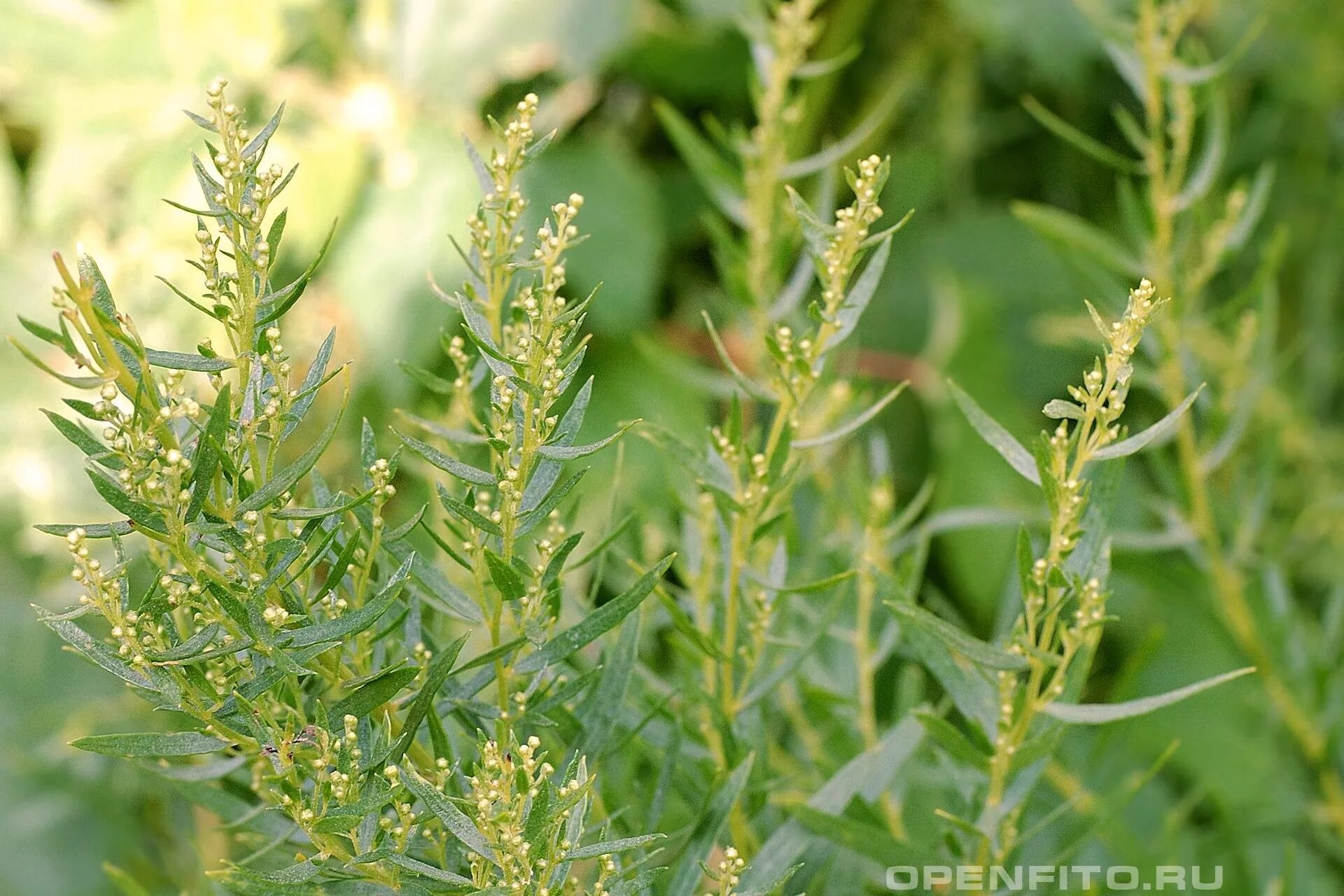 Полынь тархун. Полынь эстрагонная тархун. Полынь эстрагонная (эстрагон)/ artemisia dracunculus. Эстрагон (artemisia dracunculus l. Полынь эстрагон.
