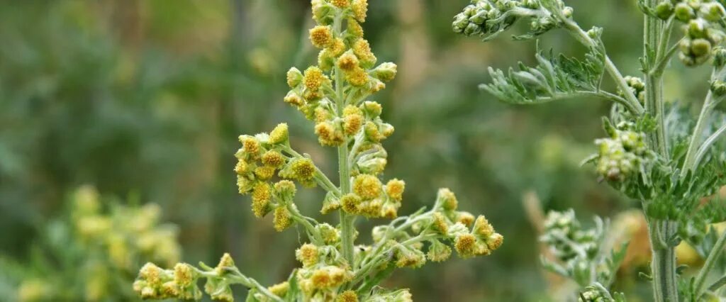 полынь горькая (artemisia absinthium). полынь мелколистная. полынь трава горькая. полынь сила. полынь горькая характеристика растения.