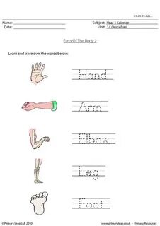 Parts of the body worksheets