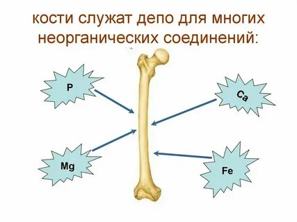 Состав кости органические вещества