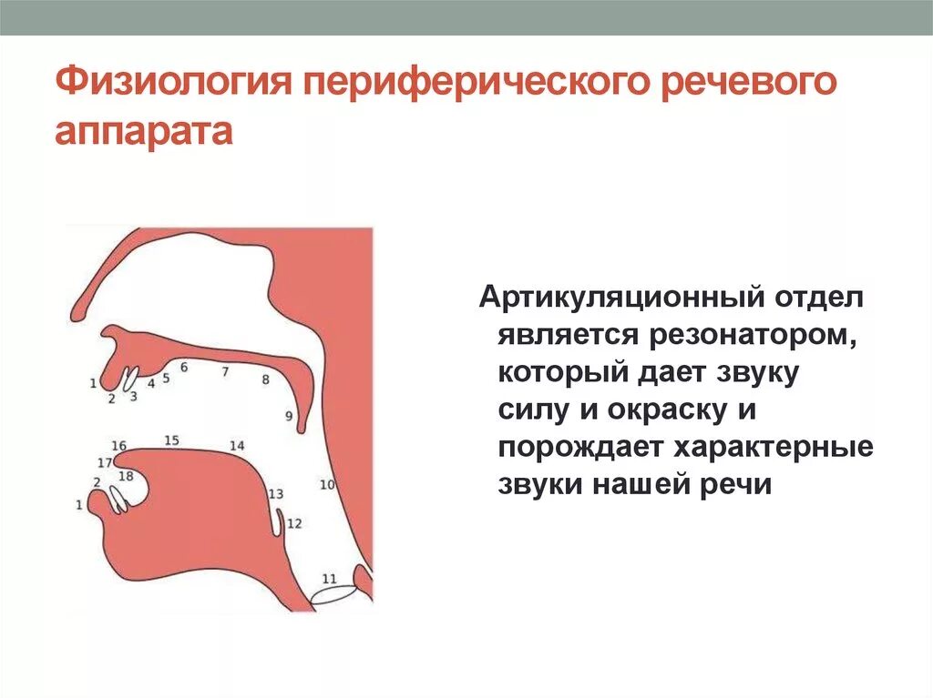 Функционирование речевого аппарата. Артикуляционный отдел периферического речевого аппарата. периферический речевой аппарат состоит из следующих отделов. голосовой отдел периферического речевого аппарата. функции дыхательного отдела периферического речевого аппарата.