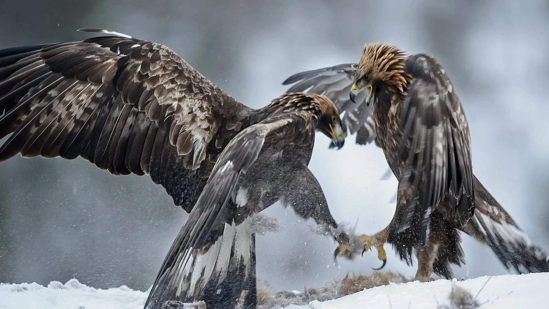 Грани безумия. Книга двойная звезда королева теней. Ворон и ястреб. Читать между вороном и ястребом том 2. Читать между вороном и ястребом том 2.