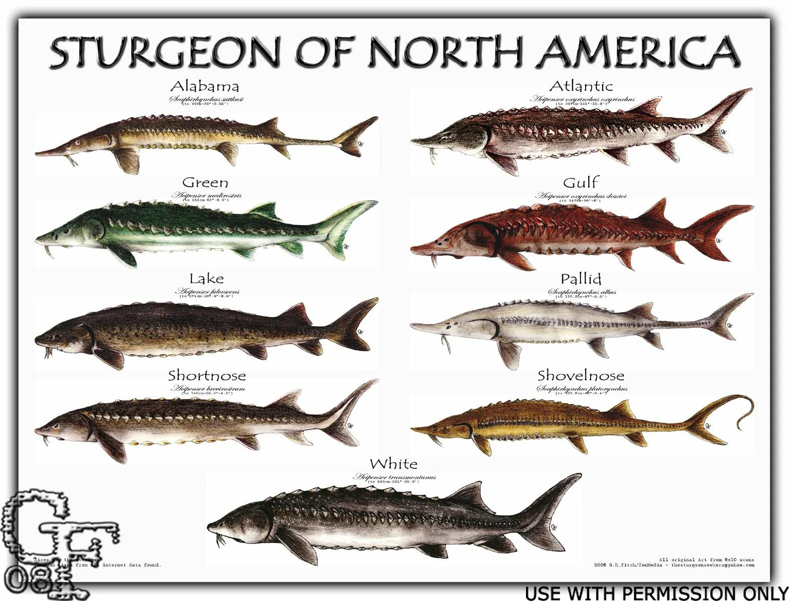 Ценные породы рыб. Классификация осетровых рыб схема. Осетровые Осетрообразные. Отряд осетровые представители. Осетровые породы рыб.