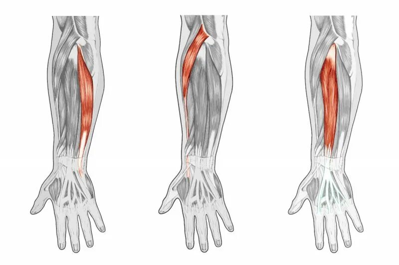 Длинный сгибатель стопы. Длинный сгибатель большого пальца кисти мышца. Длинный сгибатель сгибатель кисти. Сгибатель и разгибатель большого пальца стопы. Глубокий сгибатель пальцев кисти.